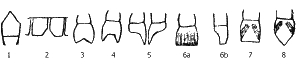 у какой нации мелкие зубы. i 060. у какой нации мелкие зубы фото. у какой нации мелкие зубы-i 060. картинка у какой нации мелкие зубы. картинка i 060